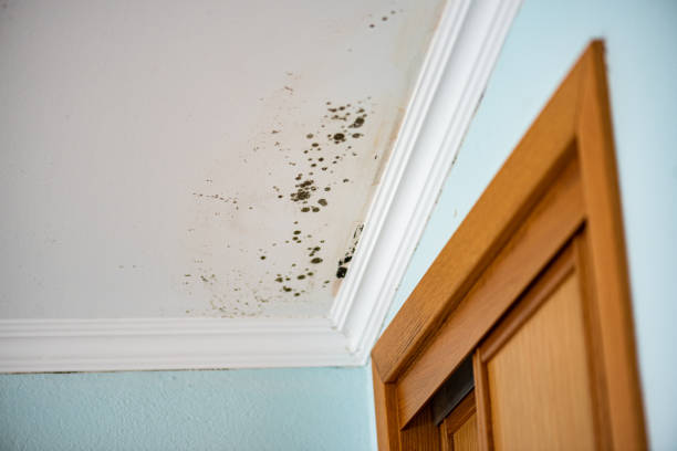 Best Commercial Mold Removal  in Lindenhurst, NY