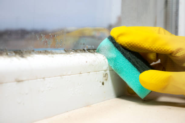 Best Attic Mold Removal  in Lindenhurst, NY