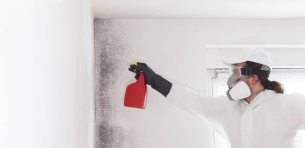 Best Mold Damage Repair  in Lindenhurst, NY