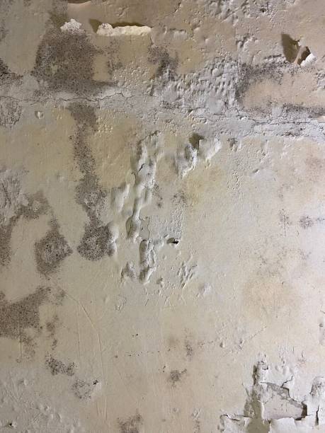 Best Commercial Mold Removal  in Lindenhurst, NY
